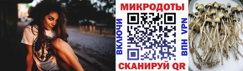 Псилоцибиновые грибы MAGIC MUSHROOMS  Купить  Моршанск 